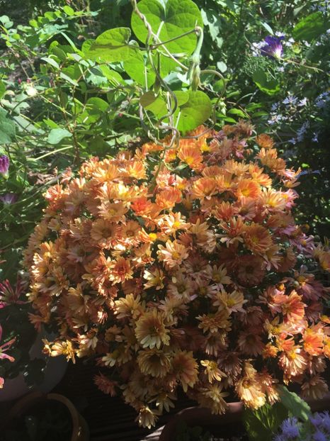 FA94C2AF-1327-4107-92AA-D42DCB51BDBF - Crizanteme 2018