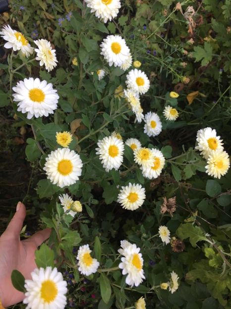 5CE8B555-96D2-42ED-A7C8-F2CFF2C811CC - Crizanteme 2018