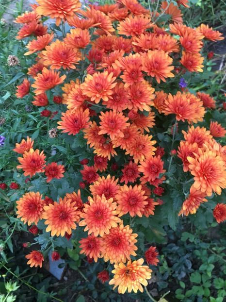 20E630F9-DE30-43E7-9822-EC294474741B - Crizanteme 2018