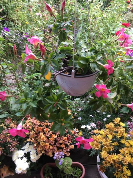 A232D750-0DE5-4EE2-BCFC-BAED95E230B8 - Crizanteme 2018