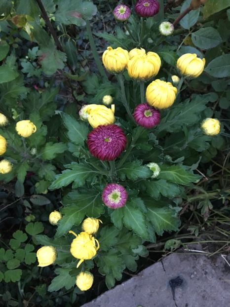 96260393-598D-480D-8F66-0B19C495740E - Crizanteme 2018