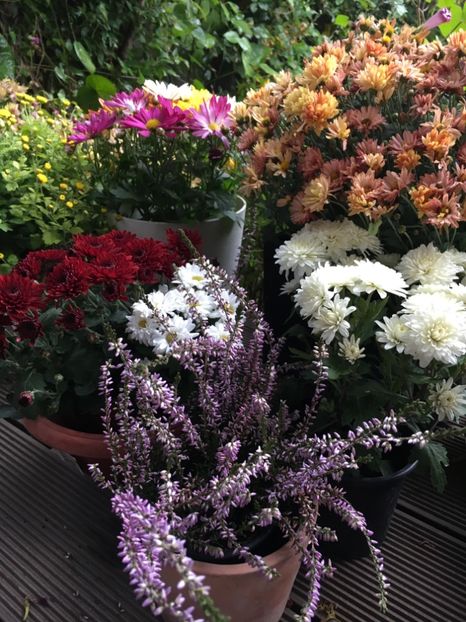 75DE5C87-DF28-4C7B-9AF5-CE31056755DE - Crizanteme 2018