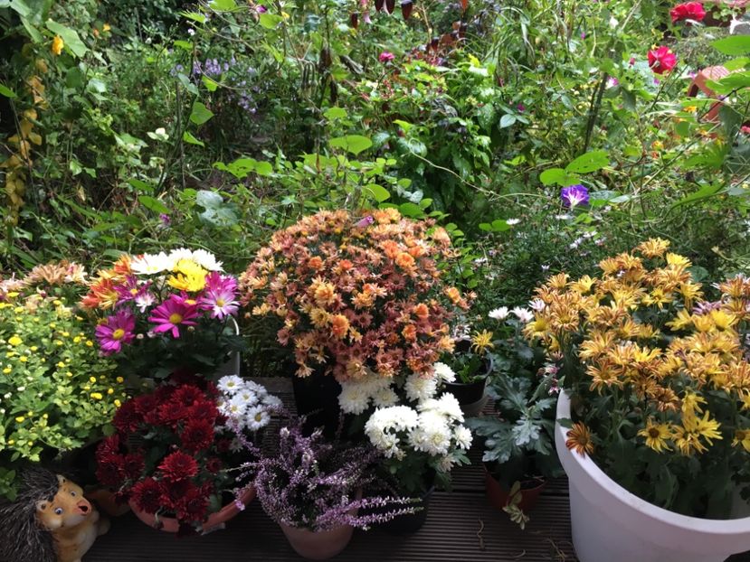 F1E097A8-9FA9-49B9-9470-B58F0413EBC8 - Crizanteme 2018