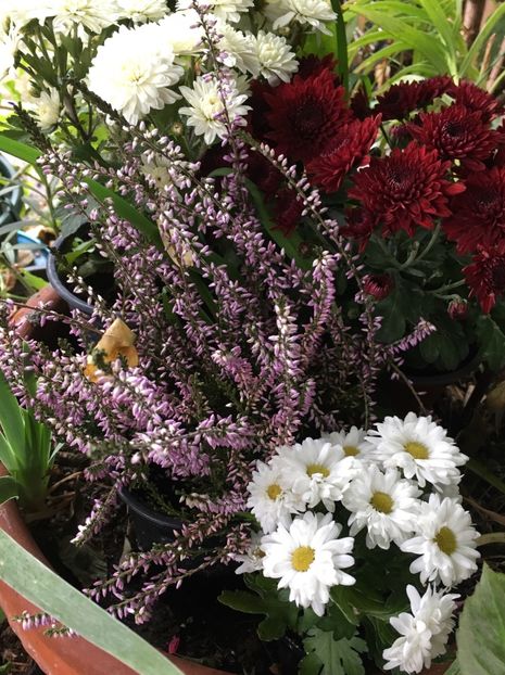 804DEF1A-4464-4234-949B-8FD7166A8037 - Crizanteme 2018