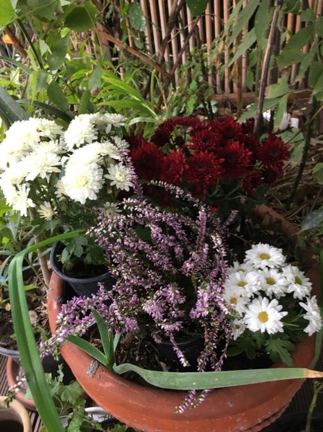 6A298B7D-C62A-4FDE-B5A1-2B30855D45FA - Crizanteme 2018