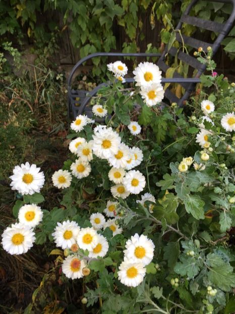 8B426D53-155B-4CCB-BB17-024AF4E08CBF - Crizanteme 2018