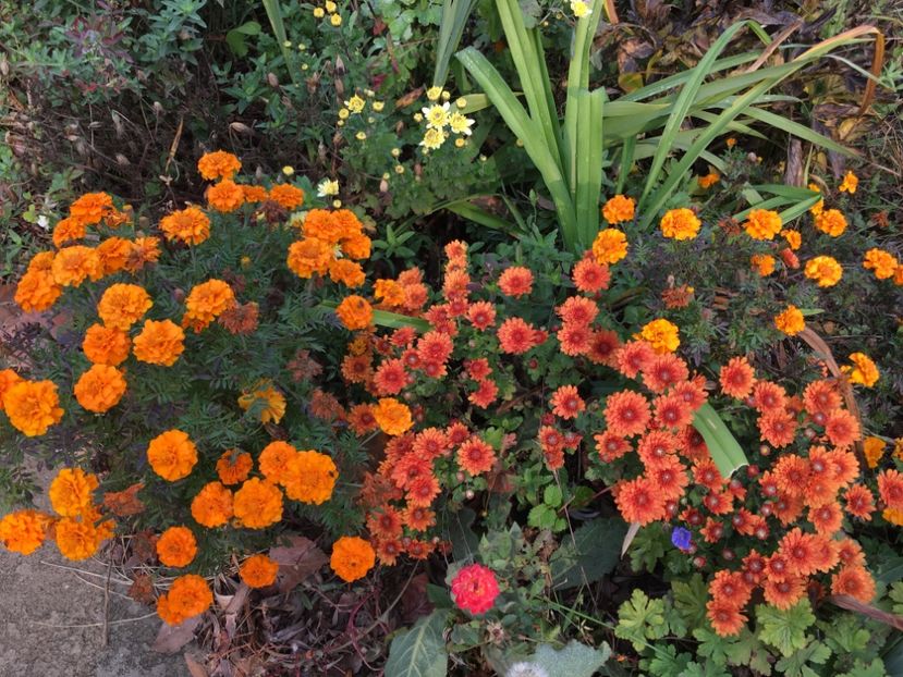 DBCFEE46-92D9-470C-8C21-D5C106B0DCBC - Crizanteme 2018