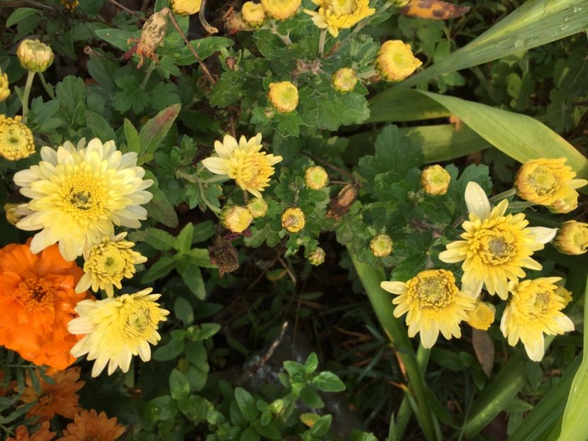 4C7AC66F-6203-414E-879A-5AD1952B2C79 - Crizanteme 2018