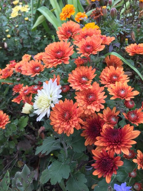 B029E563-0AA5-4E1D-9FEE-9BF3D068F5A0 - Crizanteme 2018