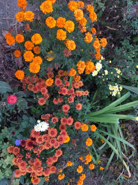 0CB134A2-E50B-4CA9-A47F-7C4631026970 - Crizanteme 2018