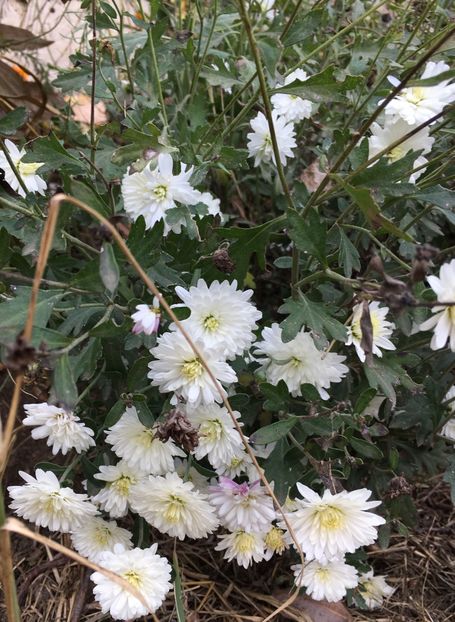 sissi - Crizanteme 2018