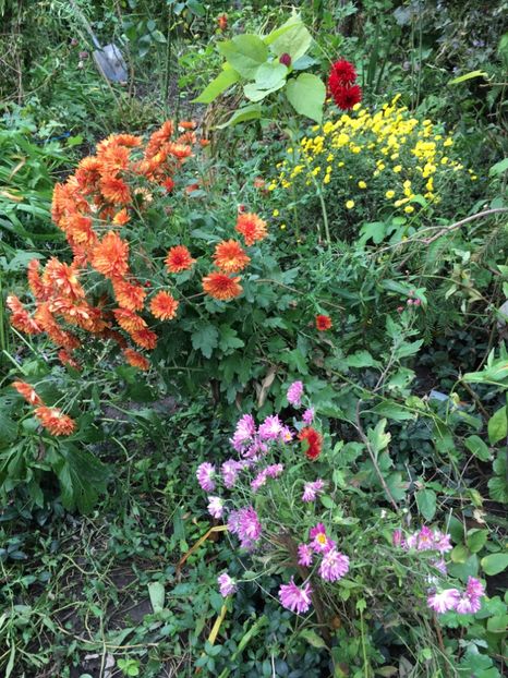 F7CE3F34-7134-4749-92E4-BCEAB75341C2 - Crizanteme 2018