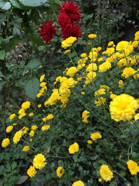 499A1AC7-1345-4347-B095-F47673F3FA00 - Crizanteme 2018