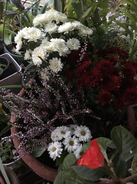 EE1C2132-1216-40CF-8B71-1836910726E1 - Crizanteme 2018