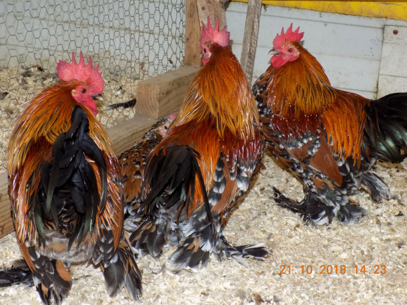  - 04B-MII DE FLORI PORTELAN 2018