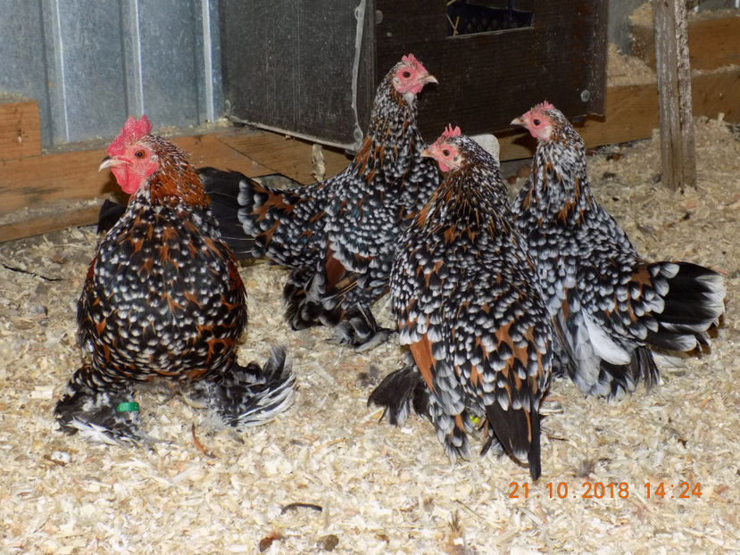  - 04B-MII DE FLORI PORTELAN 2018