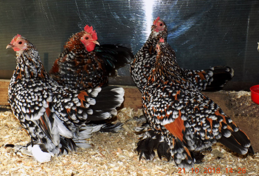  - 04B-MII DE FLORI PORTELAN 2018