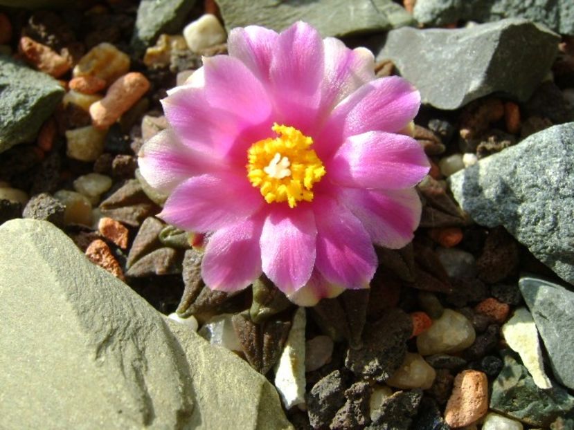 Ariocarpus kotschoubeyanus v. macdowellii - Cactusi 2018 continuare