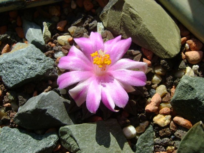 Ariocarpus kotschoubeyanus v. macdowellii - Cactusi 2018 continuare