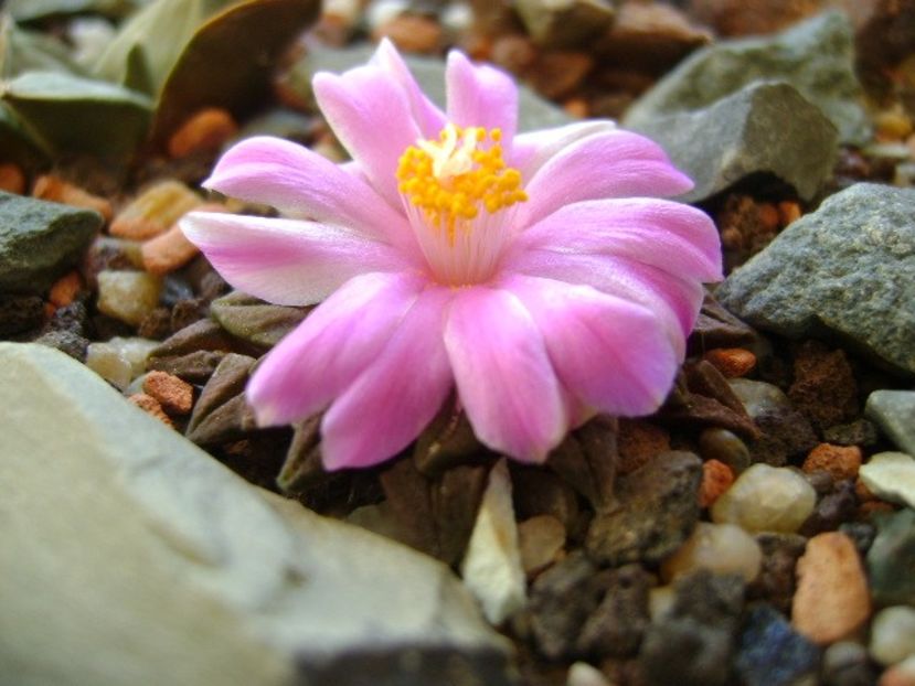 Ariocarpus kotschoubeyanus v. macdowellii - Cactusi 2018 continuare