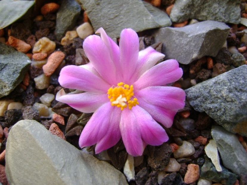 Ariocarpus kotschoubeyanus v. macdowellii - Cactusi 2018 continuare