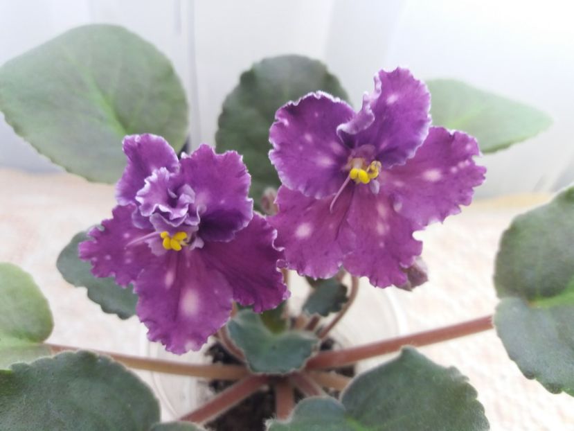 22 oct - ZZ Spanish Dancer