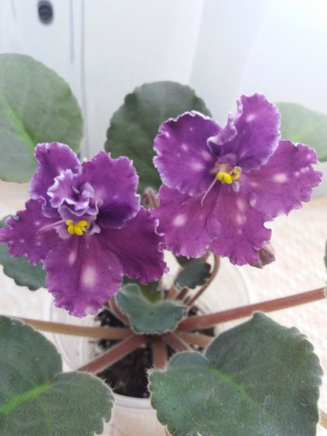 22 oct - ZZ Spanish Dancer