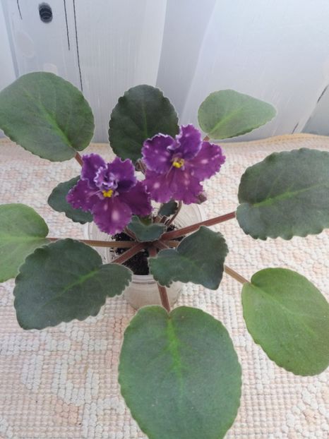 22 oct - ZZ Spanish Dancer