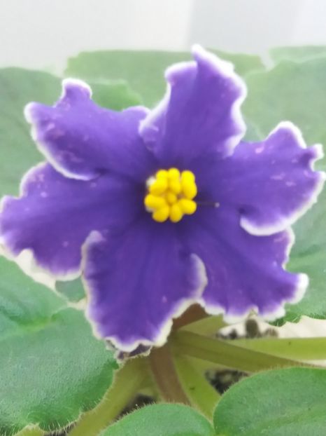 22 oct - ZZ Grape Glory