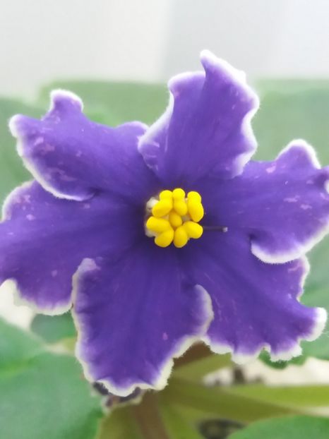 22 oct - ZZ Grape Glory