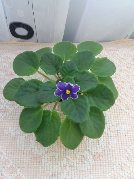 22 oct - ZZ Grape Glory