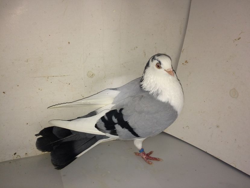 7140  mascul  2018_1 - tineret 2018