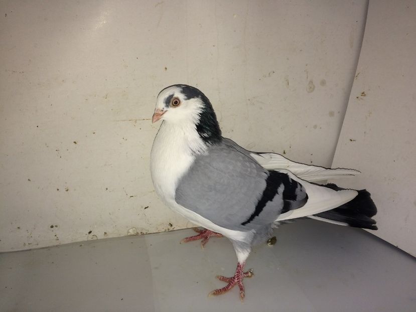 7140  mascul  2018_2 - tineret 2018