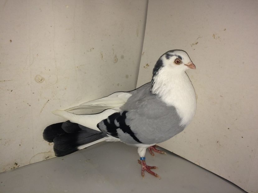 7140  mascul  2018_3 - tineret 2018