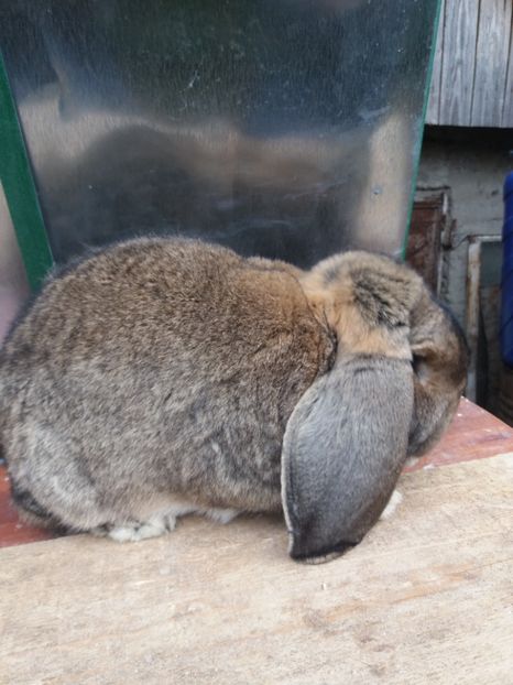  - Mascul 7 Agouti