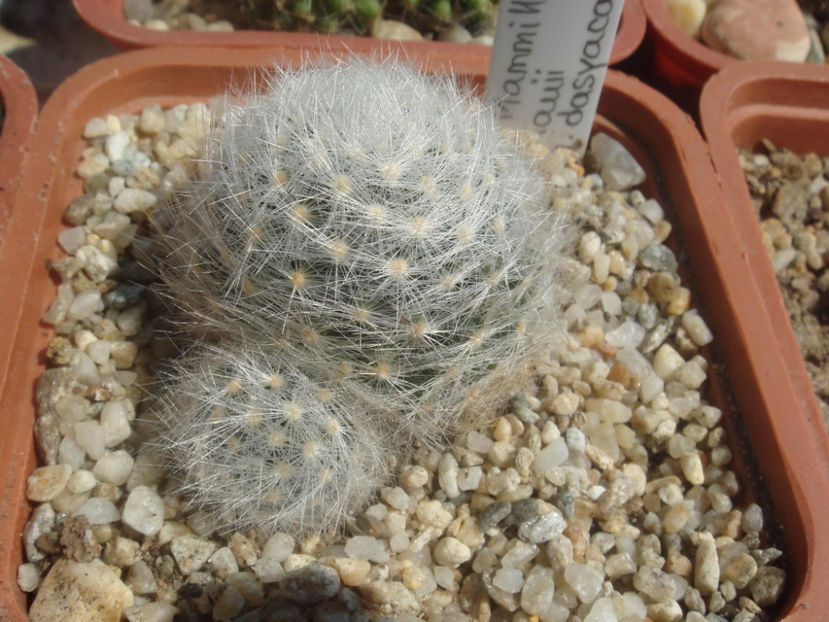 Mammillaria laui f. dasyacantha - Cactusi 2006-2008