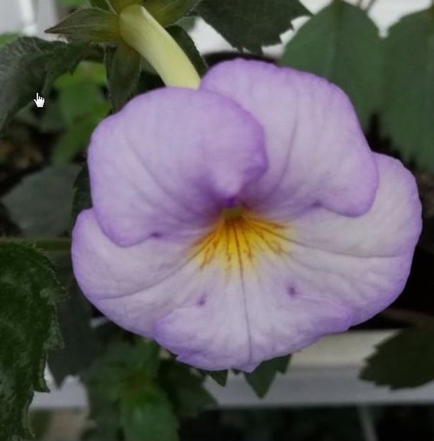 Blue David - Achimenes blue