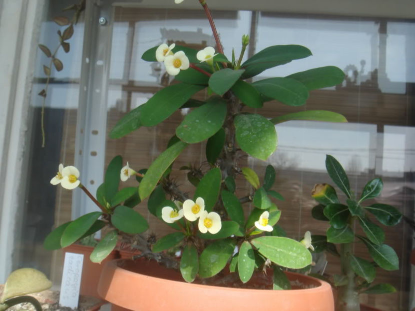  - Suculente 2006-2008