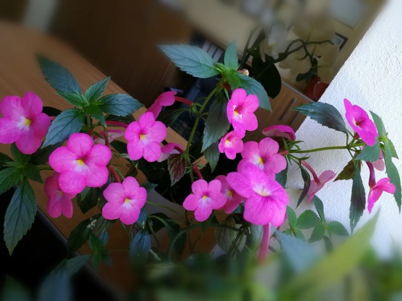 Jewel Pink - Jewel Pink