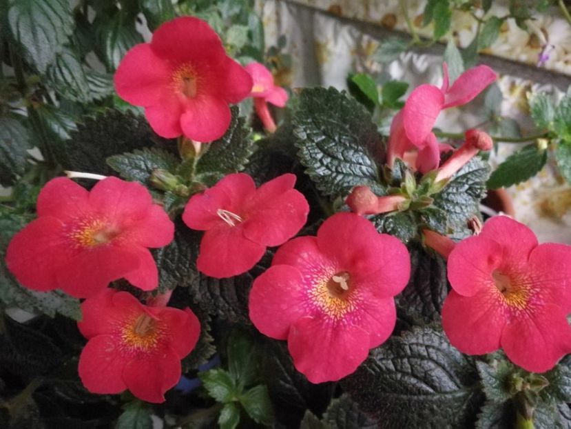 Aquarius - Aquarius_achimenantha