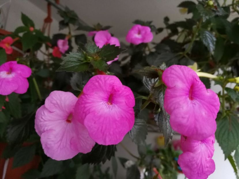 Wetterlow_s Triumph - Wetterlow_s Triumph