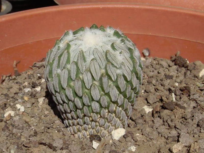  - Cactusi 2006-2008