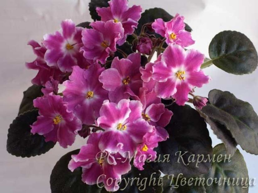 RS MAGIA KARMEN - zzzRS Magia Karmen