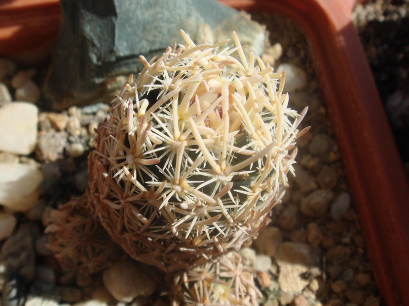 2459780890070979579zgMQDk_fs - Cactusi 2006-2008