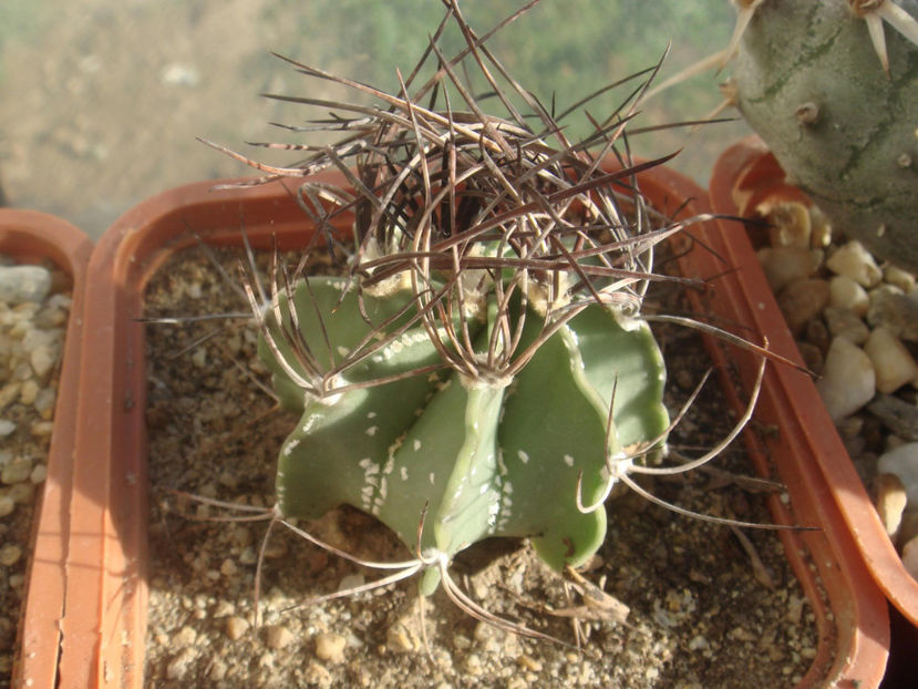 2509387500070979579TqBOfG_fs - Cactusi 2006-2008