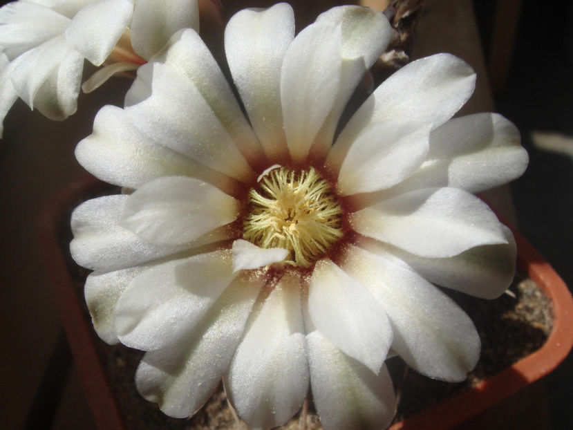 2646180350070979579imgHYc_fs - Cactusi 2006-2008