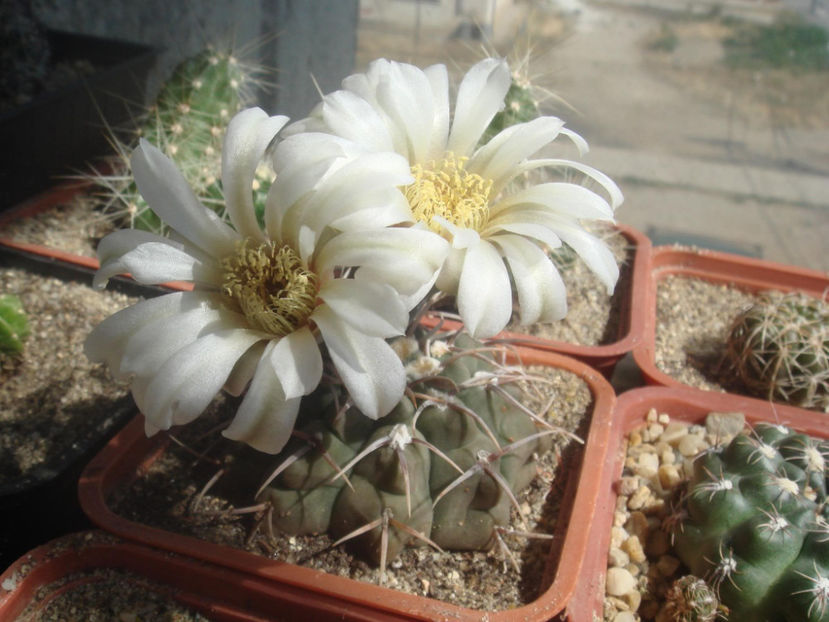 2713704570070979579PXTfxd_fs - Cactusi 2006-2008