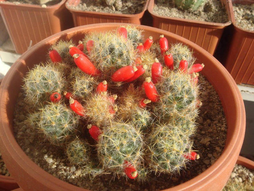 2720862450070979579KZVBSW_fs - Cactusi 2006-2008