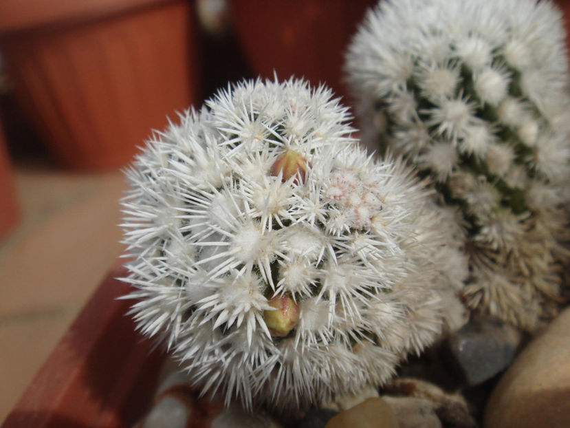 Mammillaria vetula subsp. gracilis 'Arizona Snowcap'1 - Cactusi 2006-2008