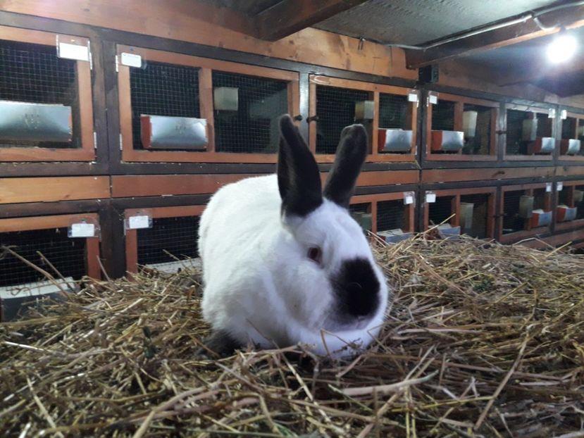  - A-IEPURI CALIFORNIENI